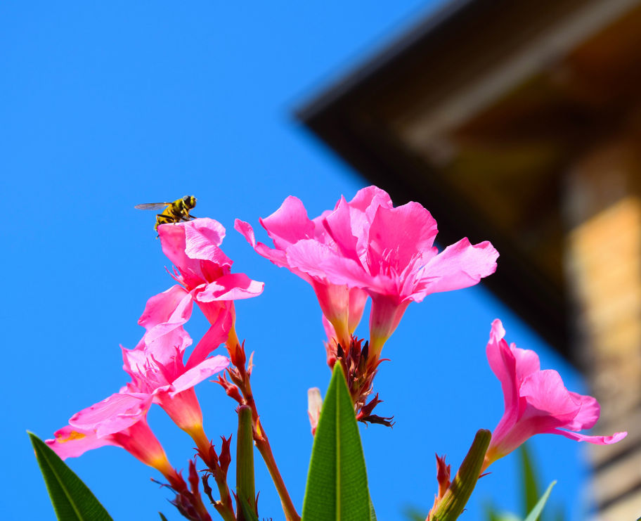 Rifugio Friulano Foto Ralf Brunner